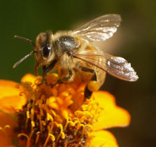 Photos of bees and other insects