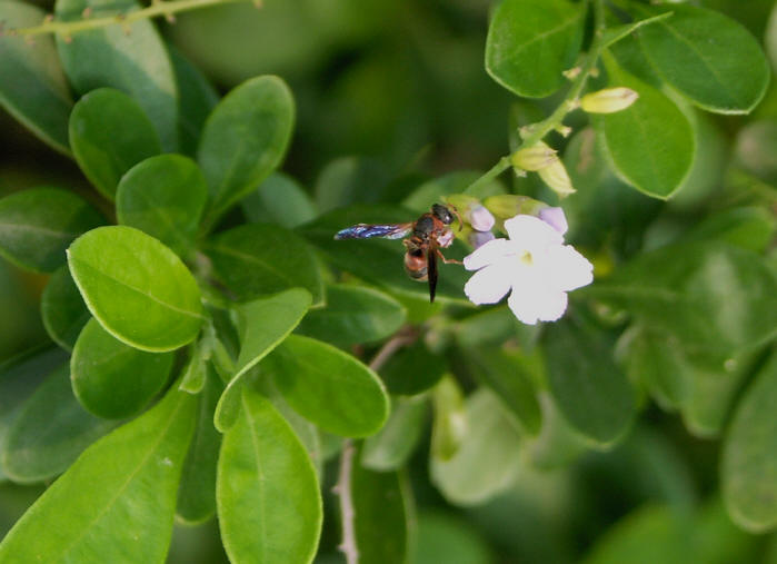 wasp on white flower