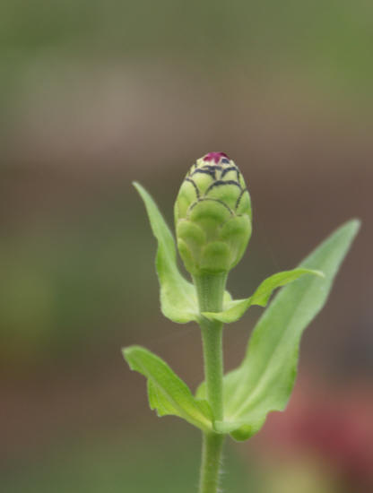 zinnia bud