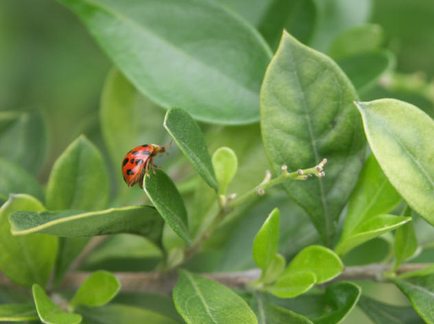 ladybug