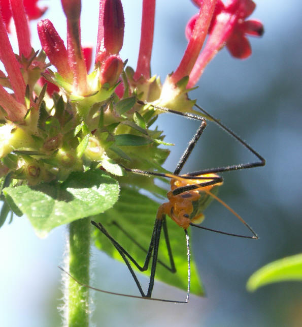 assassin bug (Zelus renardii)