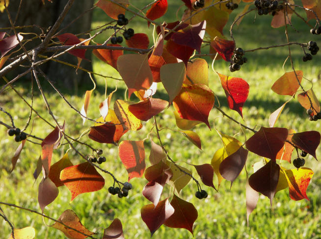 autumn leaves