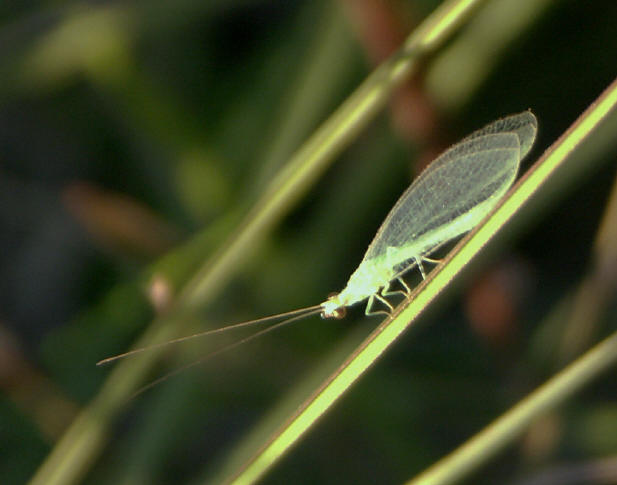 Green lacewing