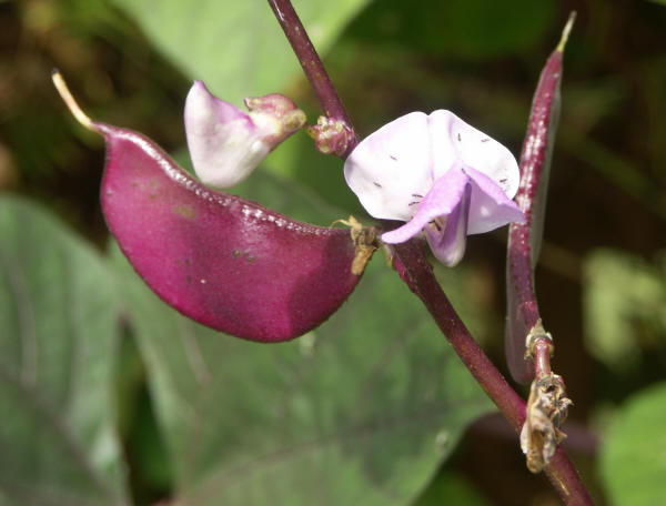 purple pea flower